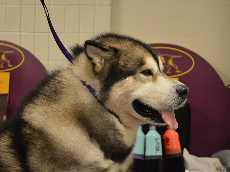 Malamute do Alasca