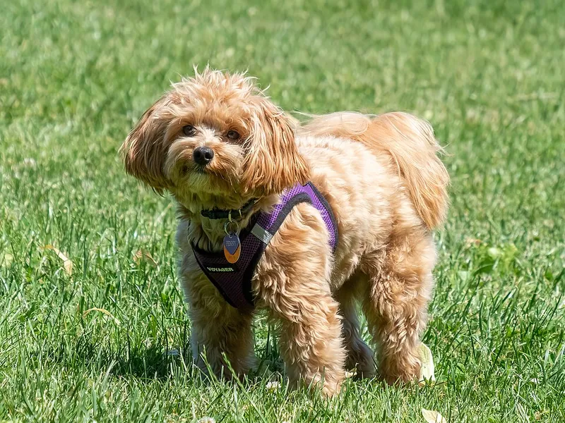 Maltipoo
