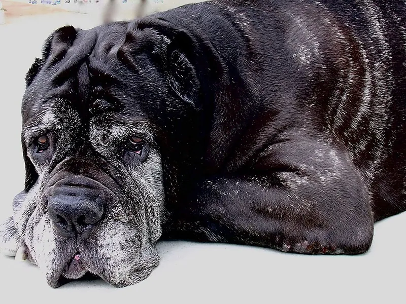 Mastiff Napolitano