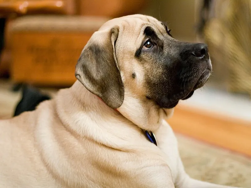 Mastim (Mastiff)