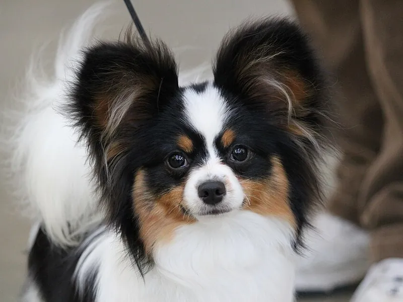 Papillon