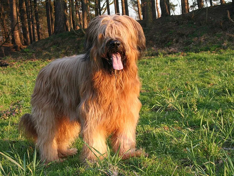 Pastor de Brie (Briard)