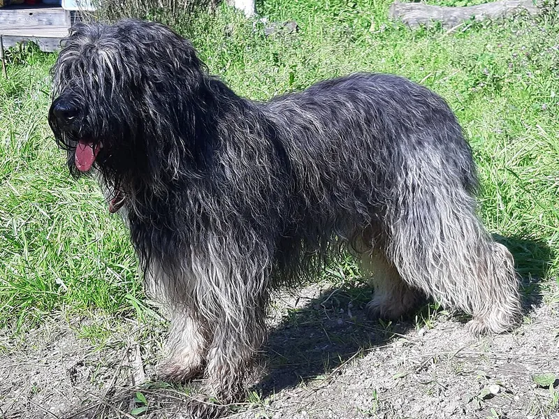 Cão da Serra de Aires