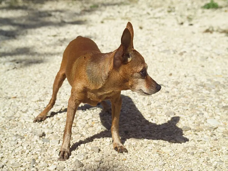 Pinscher
