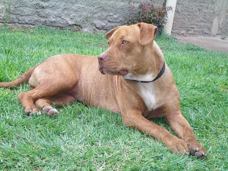 Pit Bull