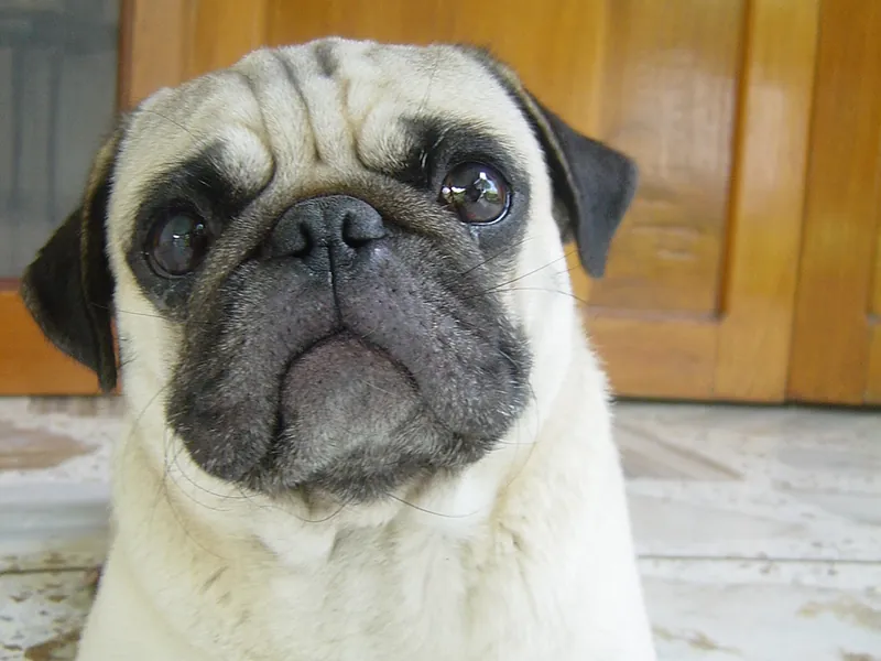 Pug