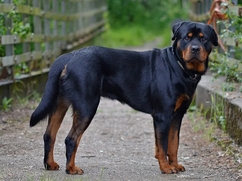 Rottweiler