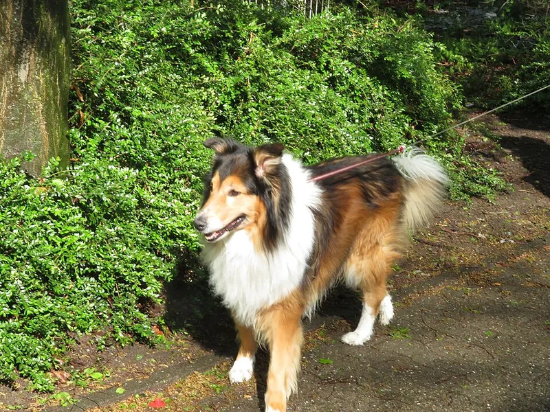 Rough Collie