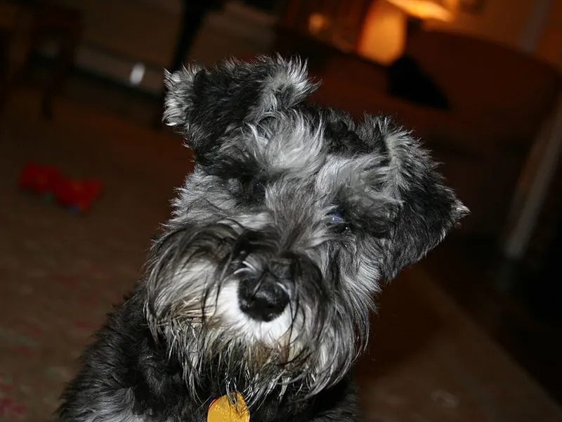 Schnauzer