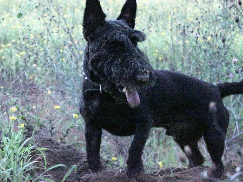 Scottish Terrier