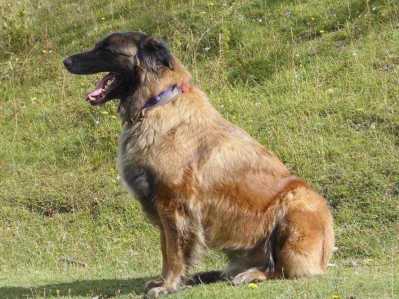 Cão da Serra da Estrela