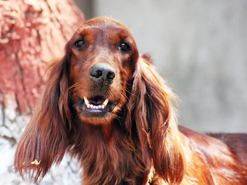 Setter Irlandês