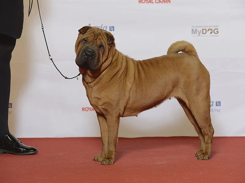 Shar-Pei