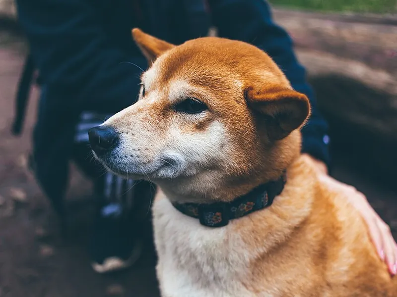 Shiba Inu
