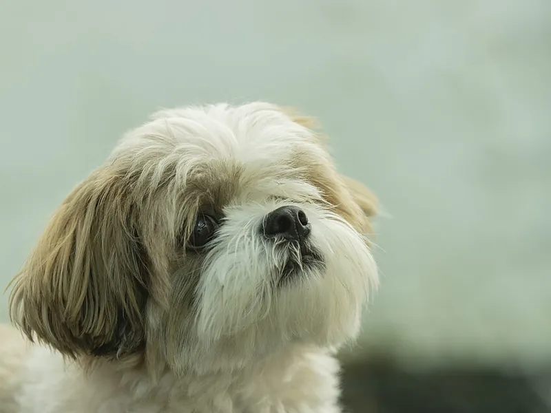 Shih Tzu