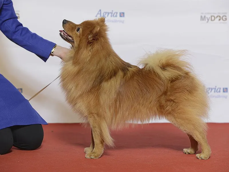 Spitz Alemão