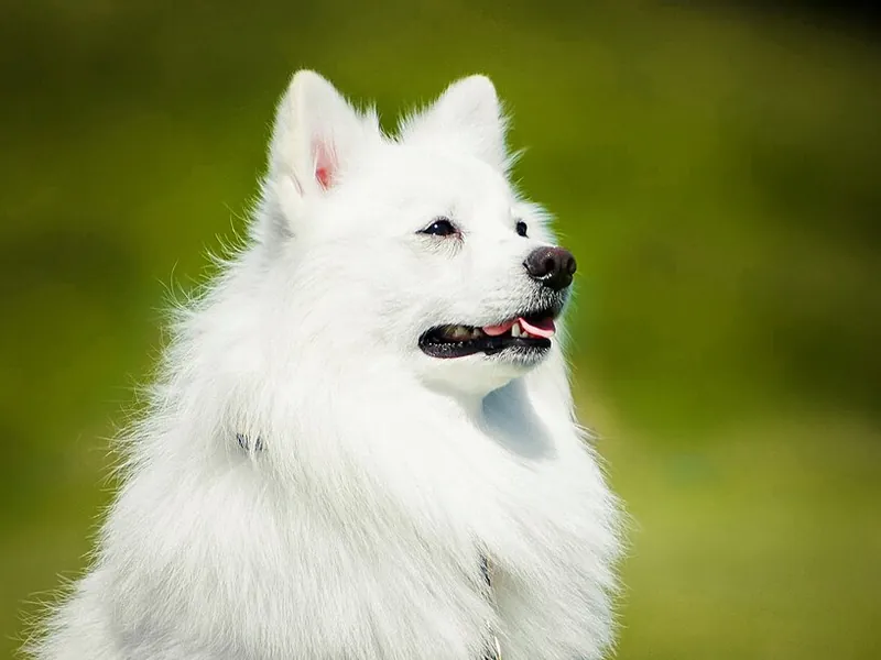 Spitz Japonês
