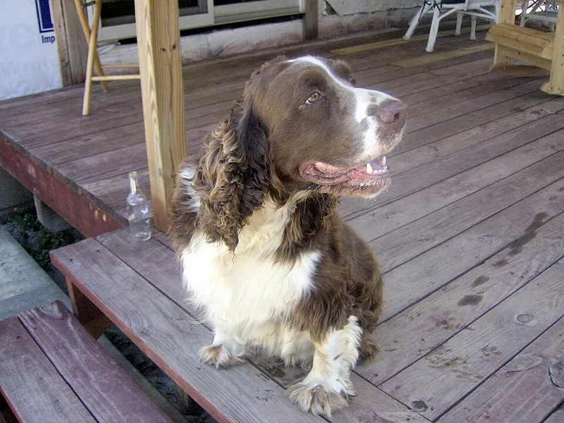Springer Spaniel