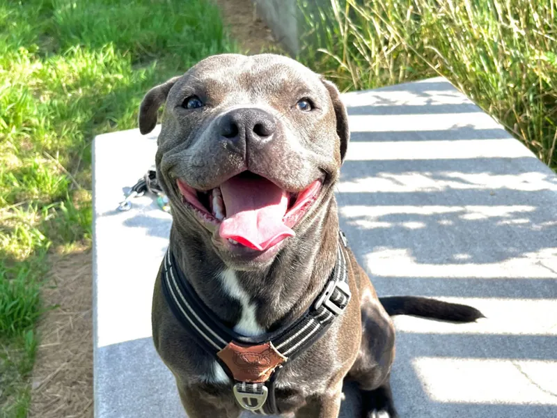 Staffordshire Bull Terrier