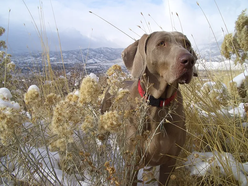 Weimaraner