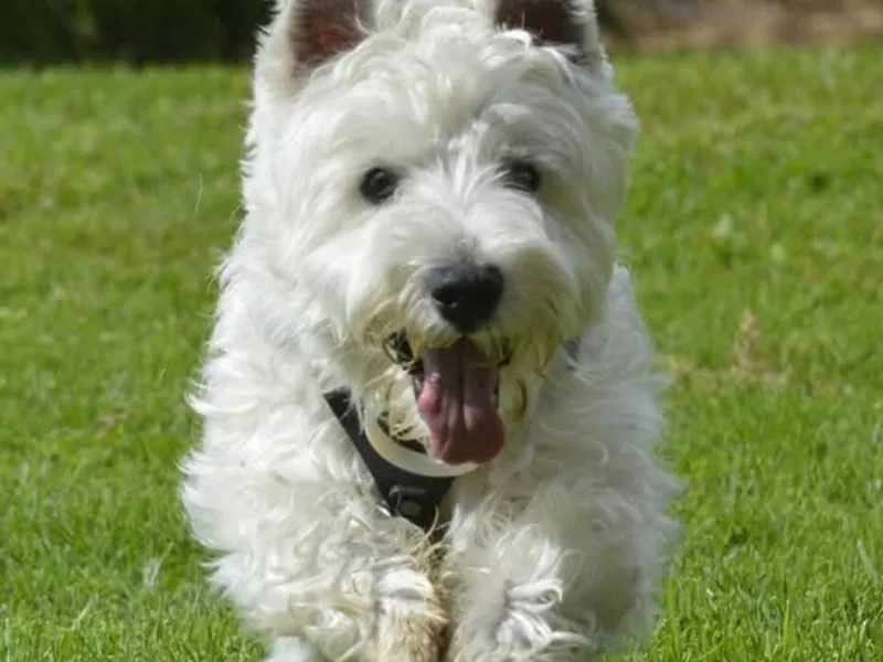 West Highland White Terrier