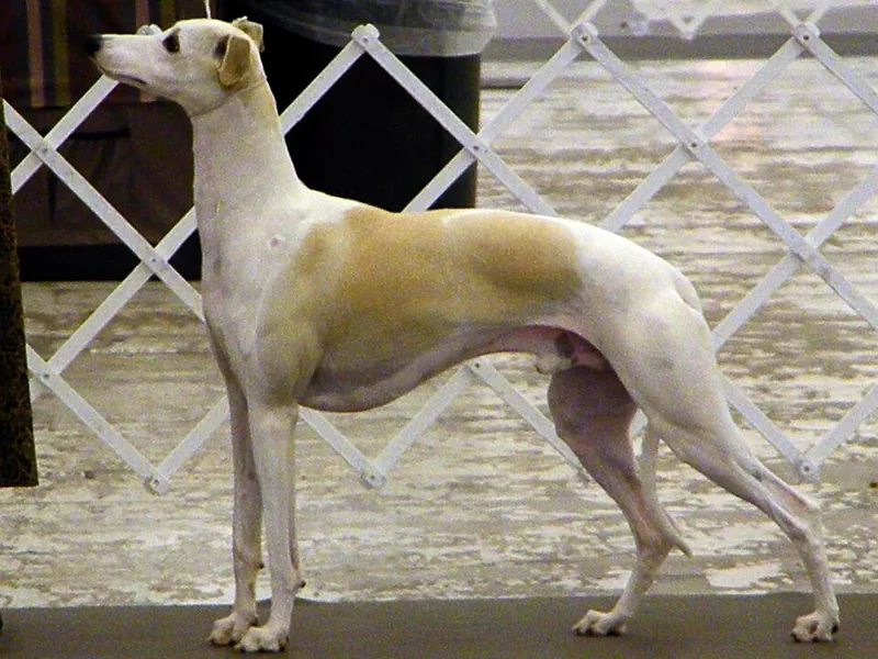 Whippet