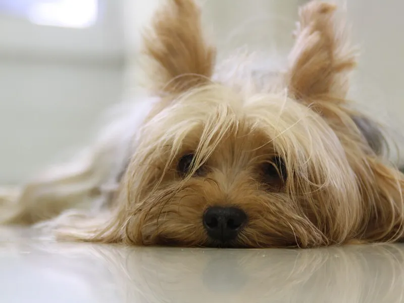 Yorkshire Terrier