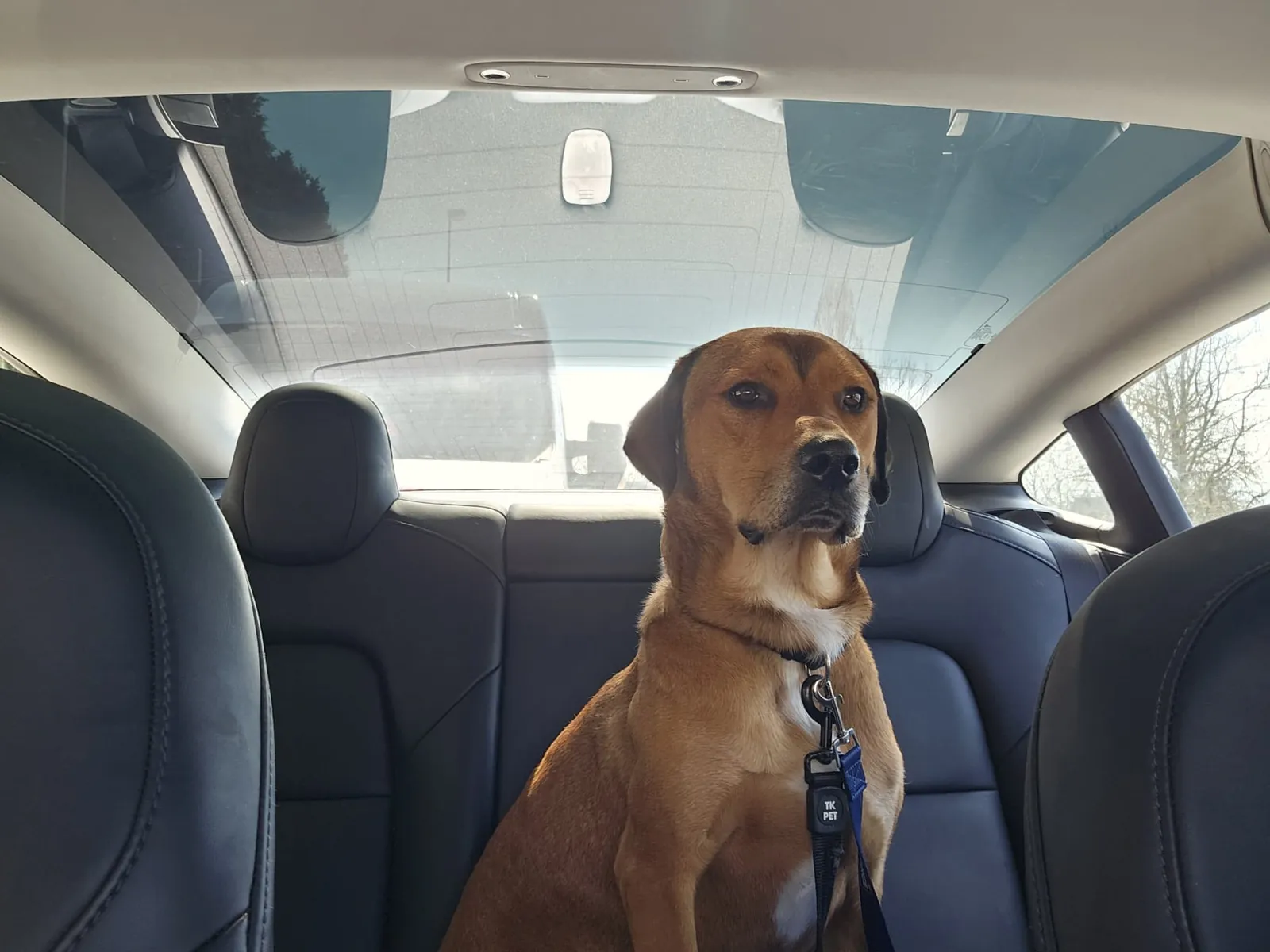 Pet-Taxi